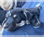 Small Photo #8 Shepradors Puppy For Sale in Princeton, MN, USA