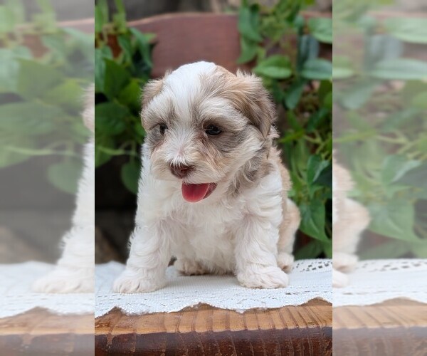 Medium Photo #44 Havanese Puppy For Sale in GOSHEN, IN, USA