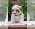 Small Photo #44 Havanese Puppy For Sale in GOSHEN, IN, USA