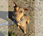 Small #2 Shepradors