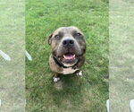 Small #19 American Bulldog Mix