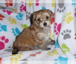 Small Photo #13 Morkie Puppy For Sale in ORO VALLEY, AZ, USA