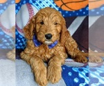 Small Photo #9 Goldendoodle (Miniature) Puppy For Sale in QUARRYVILLE, PA, USA
