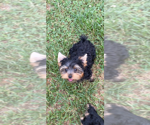 Yorkshire Terrier Puppy for sale in BETHLEHEM, GA, USA