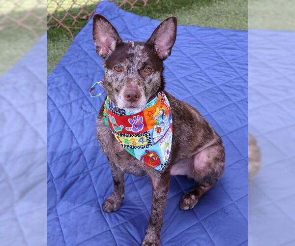 Medium Photo #6 Mutt Puppy For Sale in Rockaway, NJ, USA