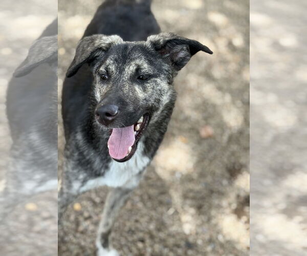 Medium Photo #2 Labrador Retriever-Unknown Mix Puppy For Sale in Phoenix, AZ, USA