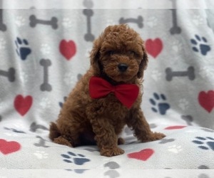 Cavapoo Puppy for sale in LAKELAND, FL, USA