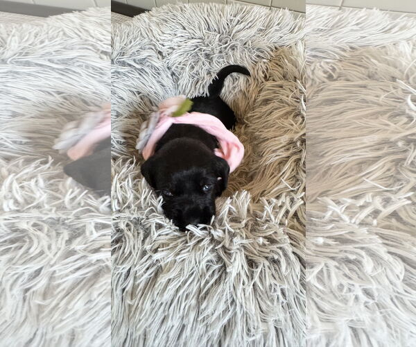 Medium Photo #13 Mutt Puppy For Sale in Fort Worth, TX, USA