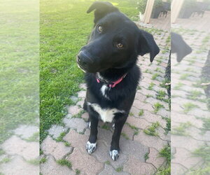 PUP PUP - Male Shepradors Dog for Adoption - Photo #2