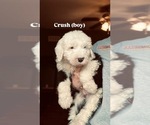 Small Old English Sheepdog