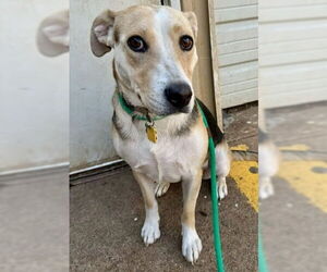 Labrador Retriever-Unknown Mix Dogs for adoption in Houston, TX, USA