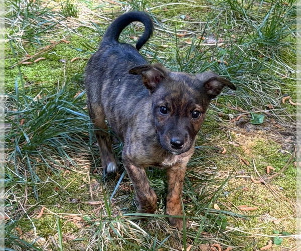 Medium Photo #2 American Pit Bull Terrier-Chihuahua Mix Puppy For Sale in Chester, VA, USA