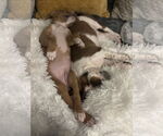 Small Photo #12 Boxer-English Coonhound Mix Puppy For Sale in Canal Winchester, OH, USA