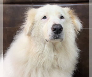 Teagan - Female Great Pyrenees Dog for Adoption - Photo #4