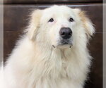 Small #3 Great Pyrenees