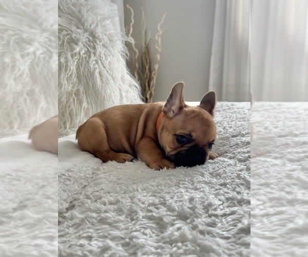Medium Photo #2 French Bulldog Puppy For Sale in AURORA, CO, USA