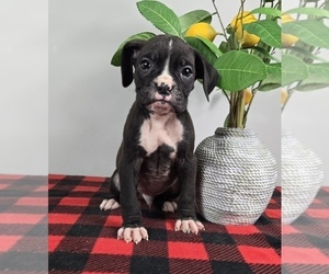 Boxer Puppy for sale in FRANKLIN, IN, USA