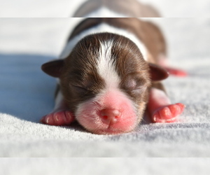Auss-Tzu Puppy for sale in PALM COAST, FL, USA