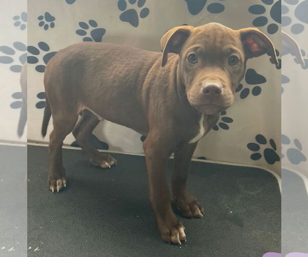 Medium Photo #2 Mutt Puppy For Sale in Tracy City, TN, USA