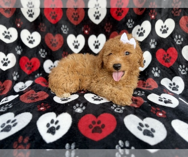 Medium Photo #1 Aussiedoodle Miniature  Puppy For Sale in LAKELAND, FL, USA