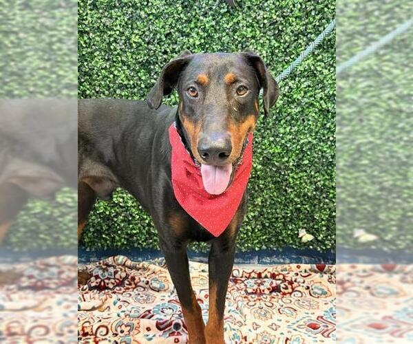 Medium Photo #1 Doberman Pinscher Puppy For Sale in Corpus Christi, TX, USA