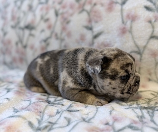 Medium Photo #12 French Bulldog Puppy For Sale in NORTH SACRAMENTO, CA, USA