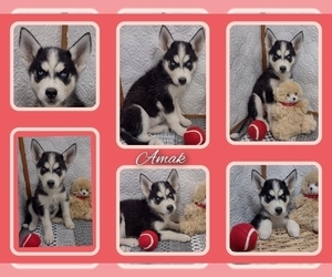 Siberian Husky Puppy for sale in MOUNT AYR, IA, USA