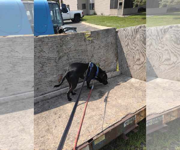 Medium Photo #14 American Staffordshire Terrier-Unknown Mix Puppy For Sale in Minneapolis, MN, USA