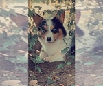 Small Photo #1 Pembroke Welsh Corgi Puppy For Sale in MAYSLICK, KY, USA