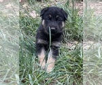 Small Photo #5 German Shepherd Dog Puppy For Sale in GOLDENDALE, WA, USA