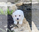 Small #1 Coton de Tulear