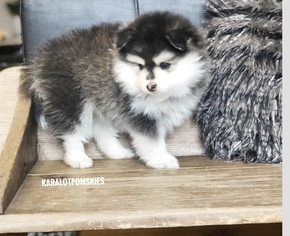 Pomsky Puppy for sale in GRASS VALLEY, CA, USA