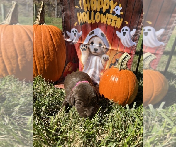 Medium Photo #5 Labrador Retriever Puppy For Sale in NEOLA, WV, USA