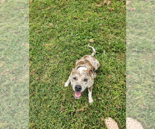 Medium Photo #8 Catahoula Leopard Dog Puppy For Sale in garner, NC, USA