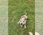 Small #7 Catahoula Leopard Dog