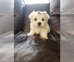Small Photo #1 Maltese Puppy For Sale in OPELIKA, AL, USA