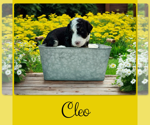 Medium Photo #2 Bernedoodle-Poodle (Standard) Mix Puppy For Sale in MENIFEE, CA, USA