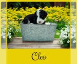Small #1 Bernedoodle-Poodle (Standard) Mix