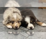 Small Photo #21 Australian Shepherd Puppy For Sale in EXETER, MO, USA