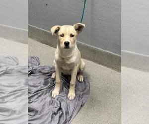 Labrador Retriever-Unknown Mix Dogs for adoption in Las Vegas, NV, USA