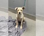 Small Labrador Retriever Mix