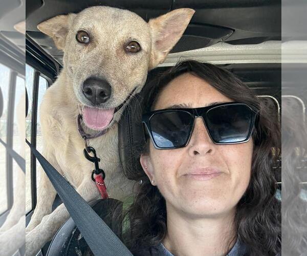 Medium Photo #2 Mutt Puppy For Sale in Aurora, CO, USA