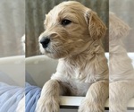 Small Photo #4 Goldendoodle Puppy For Sale in BURLINGTON, NC, USA