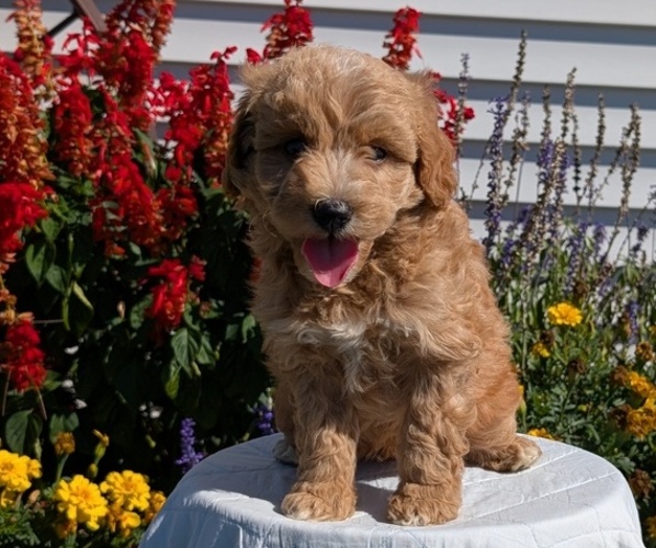 Medium Photo #7 Goldendoodle (Miniature) Puppy For Sale in GOSHEN, IN, USA