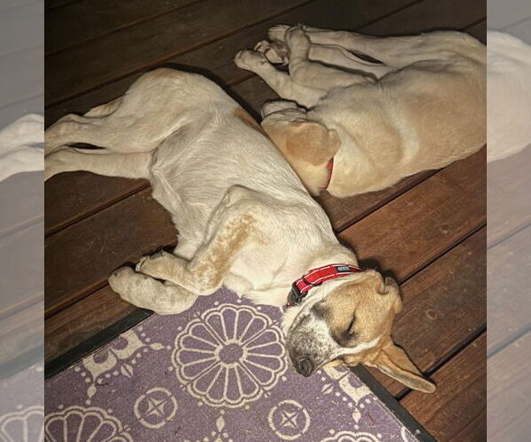 Medium Photo #2 Anatolian Shepherd-Great Pyrenees Mix Puppy For Sale in Hayward, CA, USA