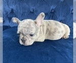 Small #1 French Bulldog