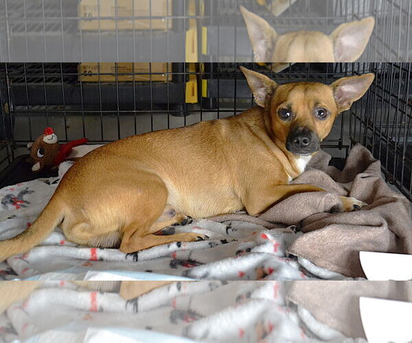 Medium Photo #8 Chihuahua-Unknown Mix Puppy For Sale in Holly Springs, NC, USA