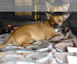 Butler - Male Chihuahua-Unknown Mix Dog for Adoption - Photo #8