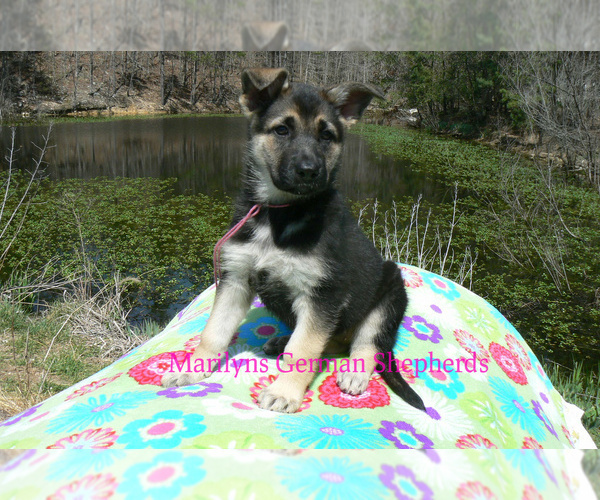 Medium Photo #6 German Shepherd Dog Puppy For Sale in PIEDMONT, MO, USA
