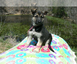 Small #5 German Shepherd Dog